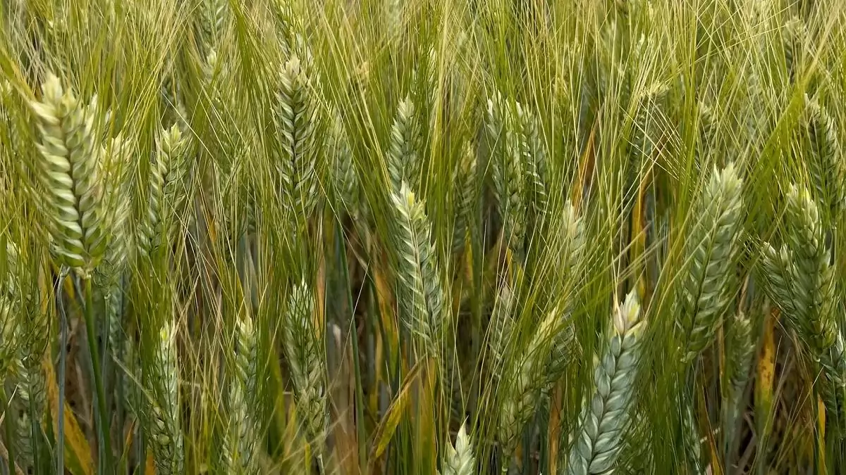 Durumbúzáinkkal megcsinálhatja a szerencséjét