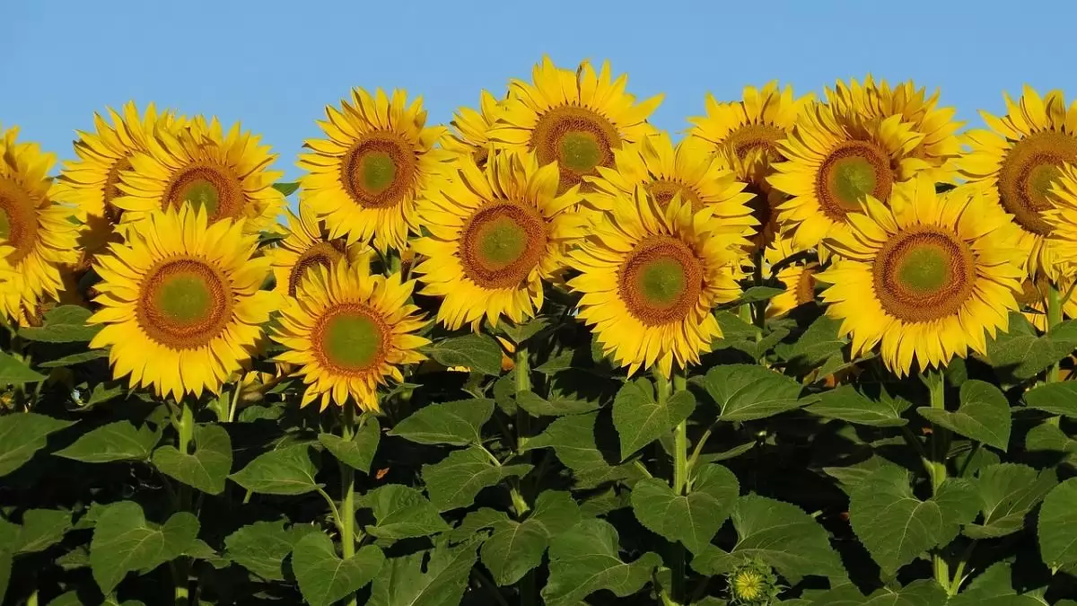 Nyári szezonális ellenőrzés: mindössze két vármegyében volt gond a növényvédő szerekkel