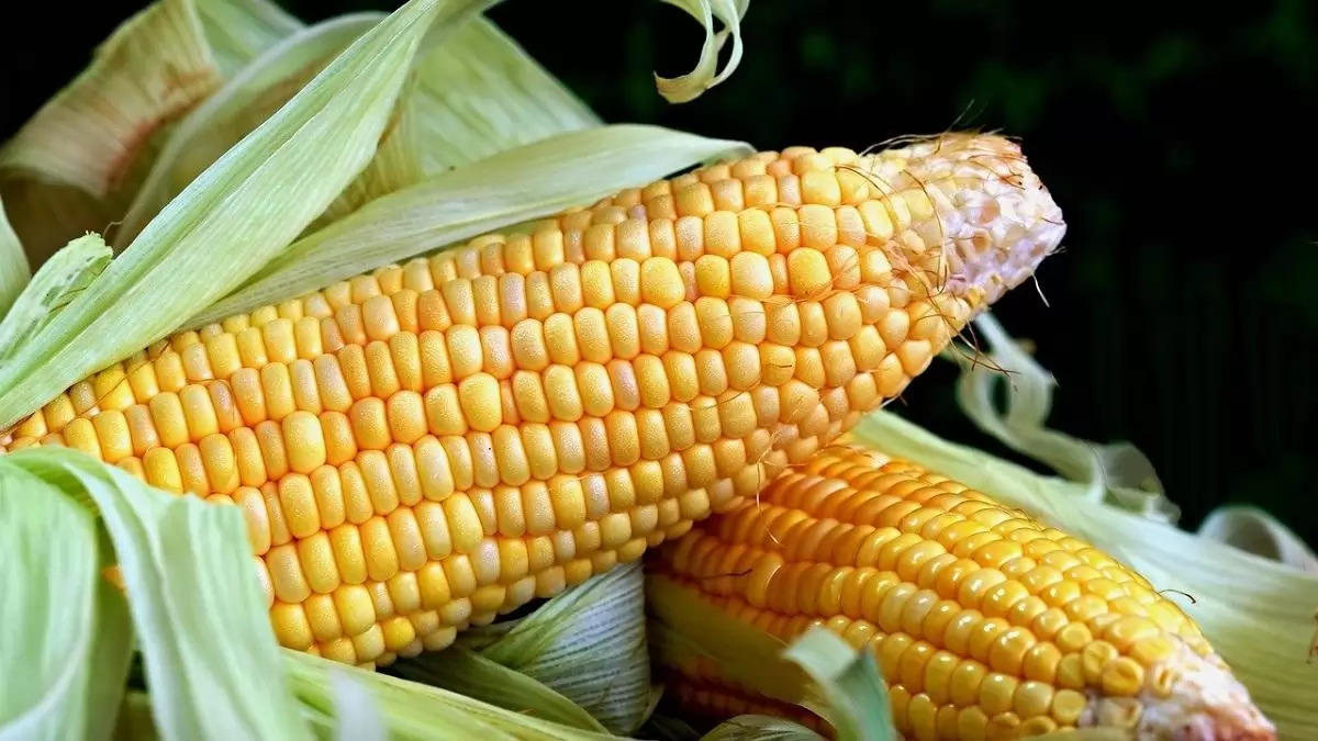 A csemegekukorica termesztésének értékelése kritikusan aszályos körülmények között