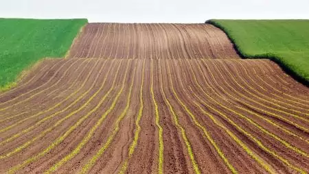 Természetes foszfort a növénynek!