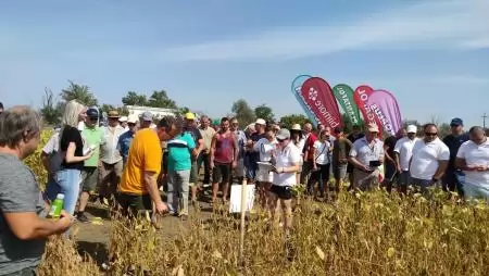 Fehérjenövények az Isterra fajtakínálatában