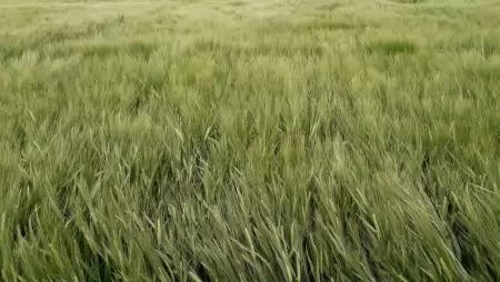 Magasabb KAP- előleg-kifizetéseket engedélyez a Bizottság az uniós gazdálkodók számára