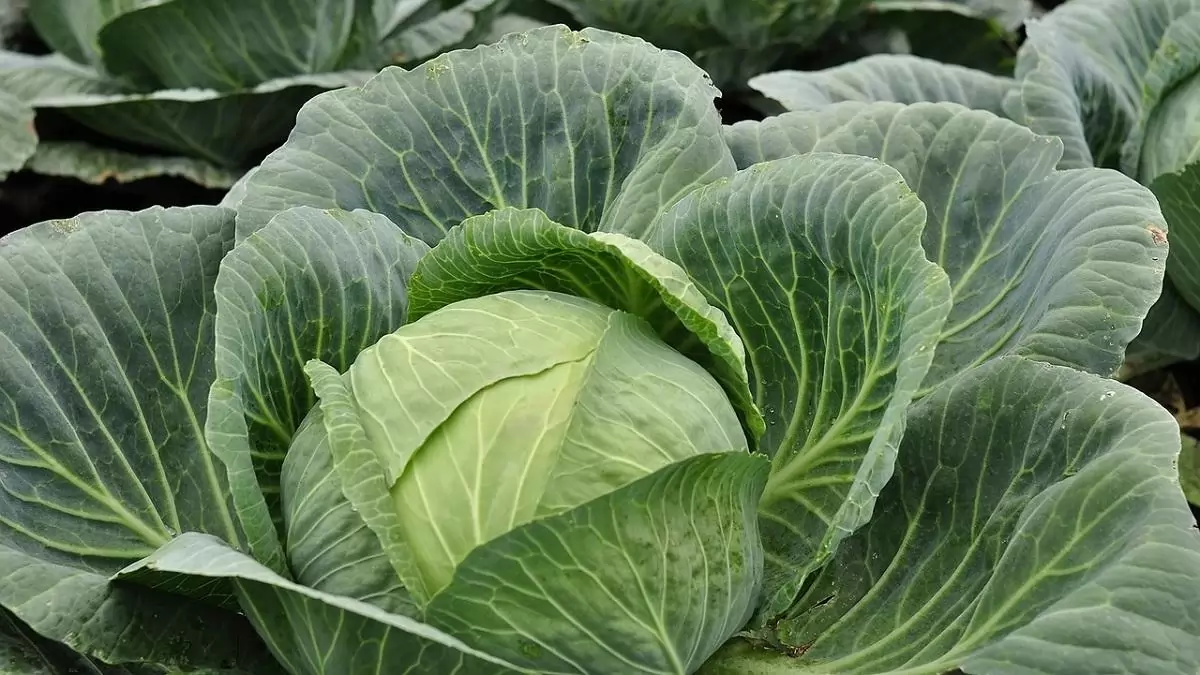 A vörös és a fejes káposzta ára is emelkedett