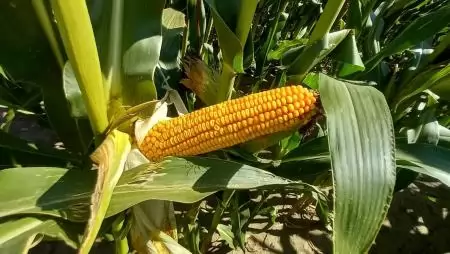 Hidegtűrő hibridkukoricákkal készülünk a még szárazabb időkre