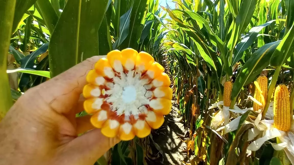 Súlyos veszteségek a kukorica- és napraforgótermésben