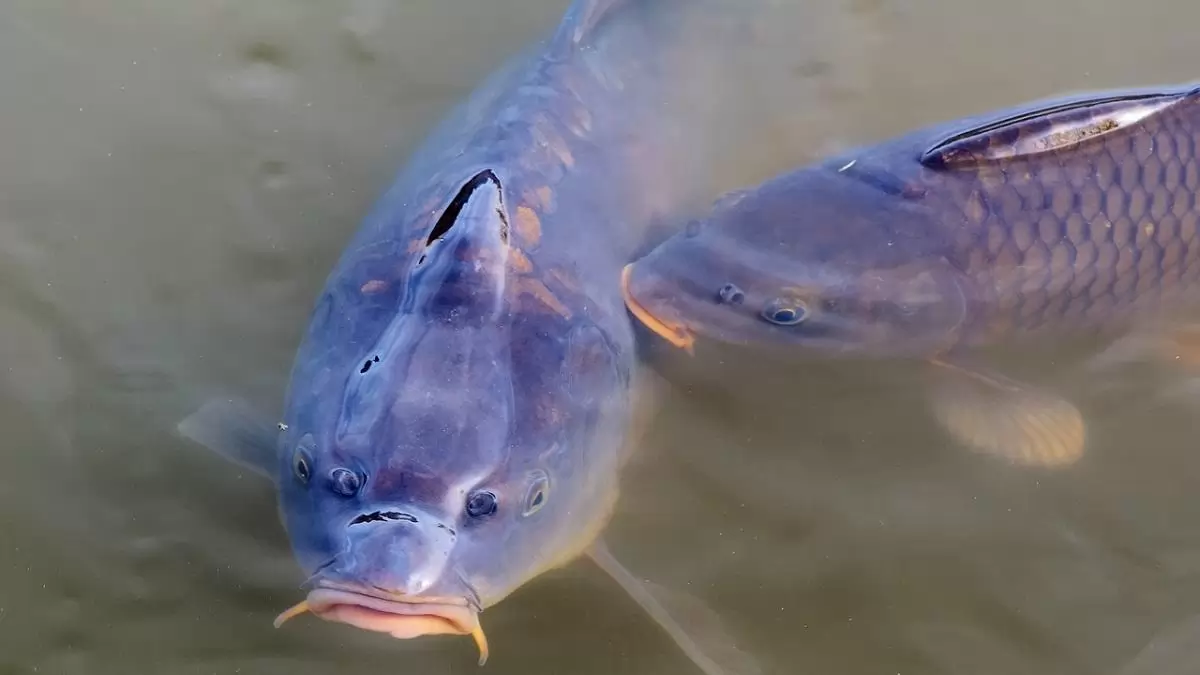Több mint 3 milliárd forintos kerettel nyílt pályázati felhívás a haltermelőknek
