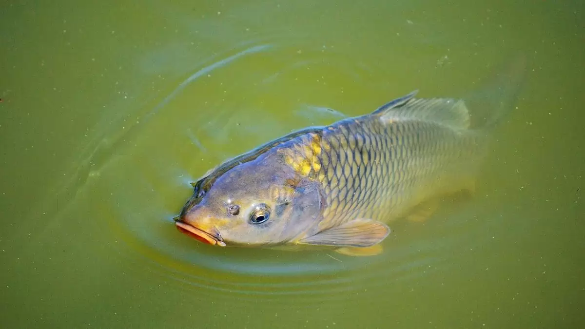 Nem javasolja a Sajóból kifogott halak fogyasztását a Nébih