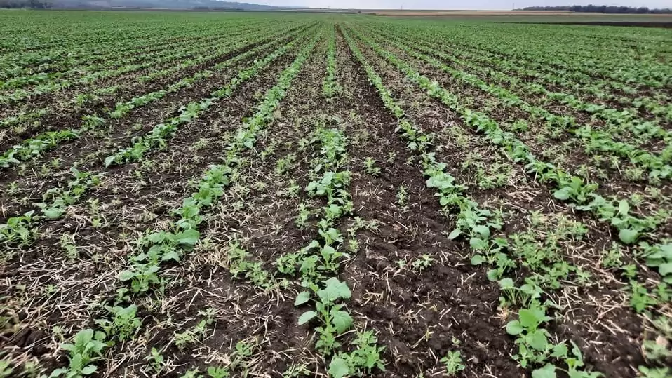 Megbízhatóság és hatékonyság a Pantera 40EC-vel ősszel is!