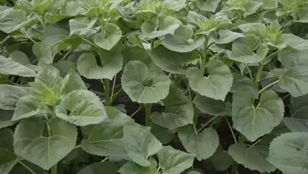 Megjelent az új agrár-környezetgazdálkodási támogatás pályázati felhívása