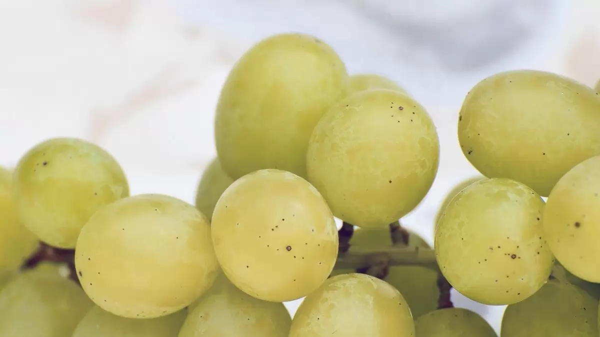 A csemegeszőlő lehet a klímaváltozás egyik nyertese