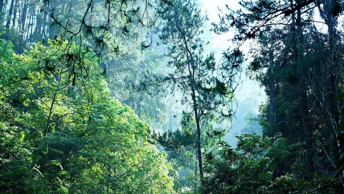 Meg kell óvnunk Európa legfontosabb zöldvagyonát, az erdőket