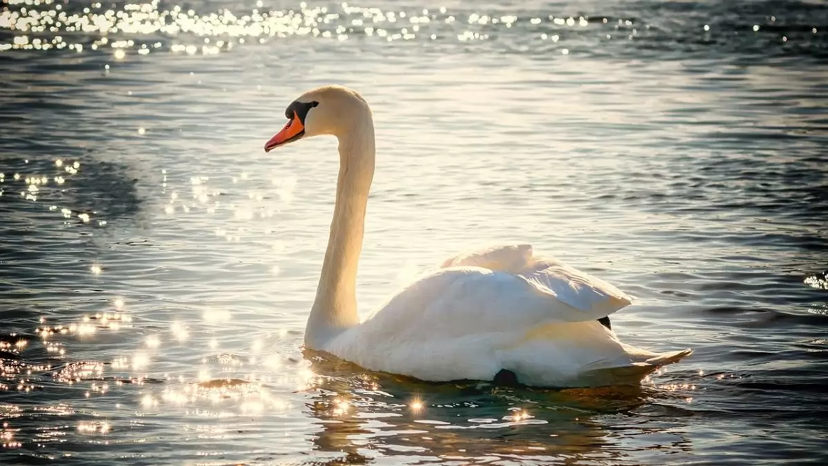 Az ország nyugati részében is kimutatták vadon élő madarakban a madárinfluenza vírusát