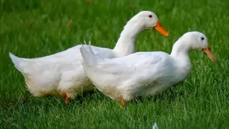 Csongrád-Csanád vármegyében is kimutatták a madárinfluenza vírusát