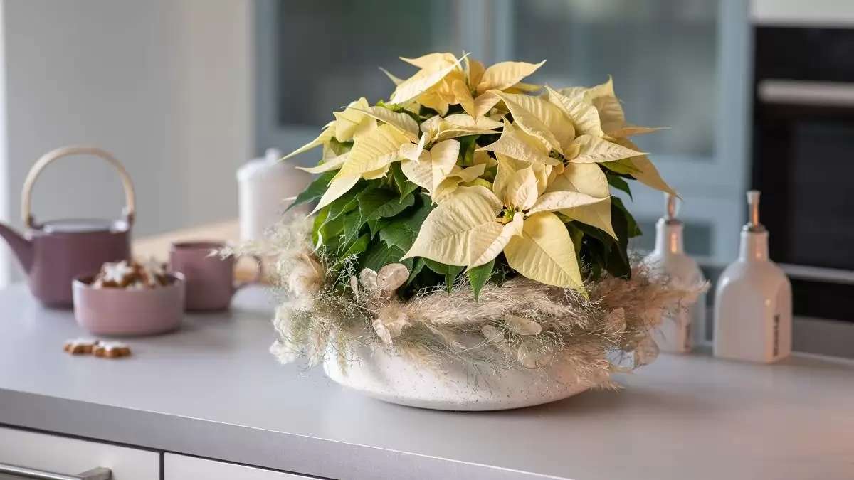 Így gondozd a mikulásvirágot a biztos siker érdekében – Ismerjük meg és kerüljük el a felmerülő kockázatokat! 