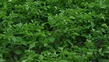 Már véleményezhető a „Mezőgazdasági kisüzemek beruházási támogatása” című felhívás