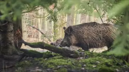 Nem lazulhat a fegyelem az afrikai sertéspestis elleni védekezésben