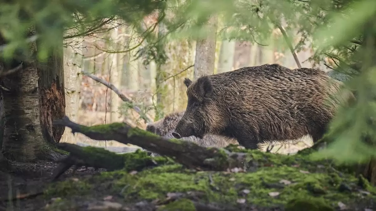 Nem lazulhat a fegyelem az afrikai sertéspestis elleni védekezésben