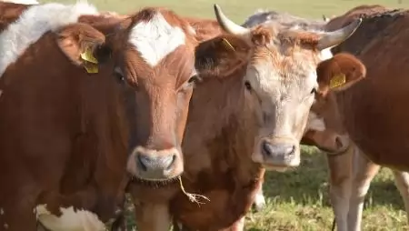 Október közepétől fizetni kell a szarvasmarhák BSE vizsgálataiért