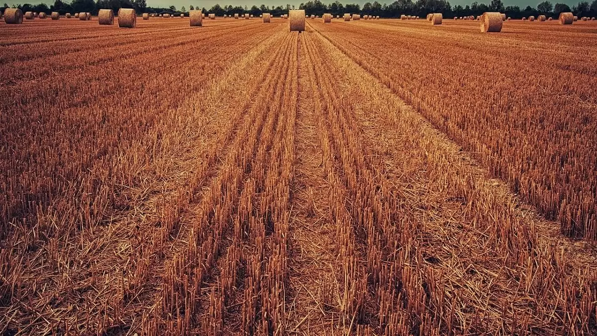 Ma kezdődik az agrártámogatások előlegfizetése
