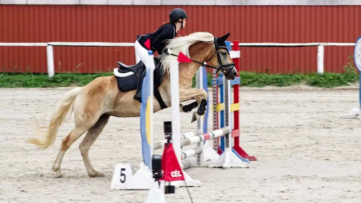 A szőke szépség (1. rész) – Haflingi ló tenyésztésben, gyermek-állat kapcsolat kialakításában, lovasiskolában