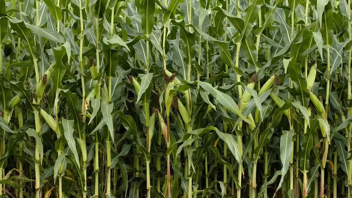 A velünk élő XX. század – Konferencia a növényvédőszer-függőség csökkentésének szükségéről, lehetőségeiről