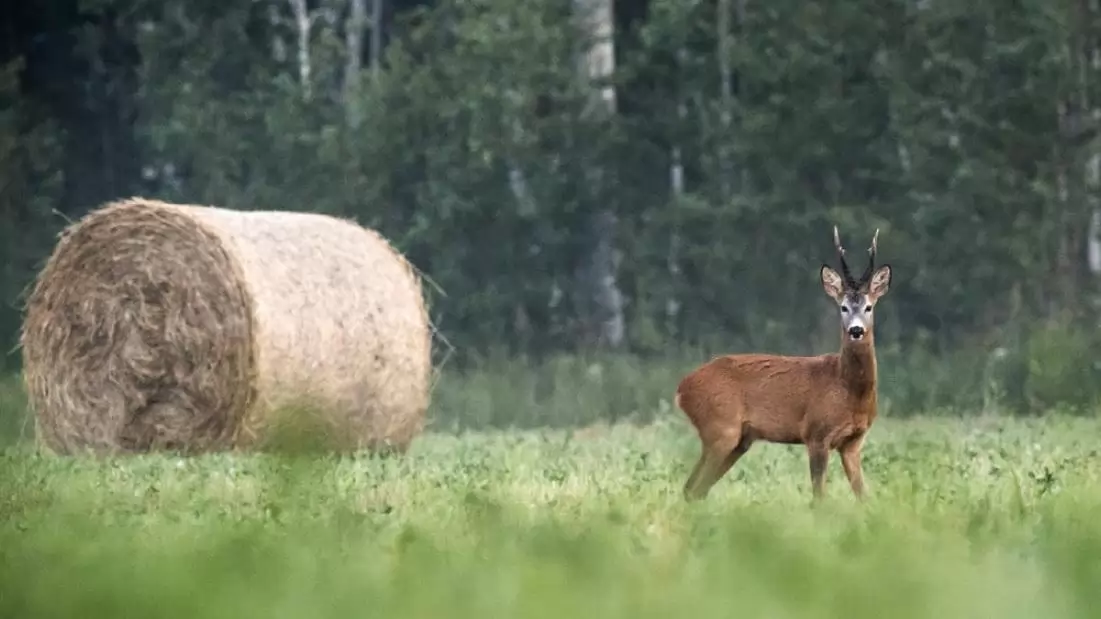 Vadkár jogi esetek – Amikor az igazságszolgáltatást felváltja a jogi szolgáltatás