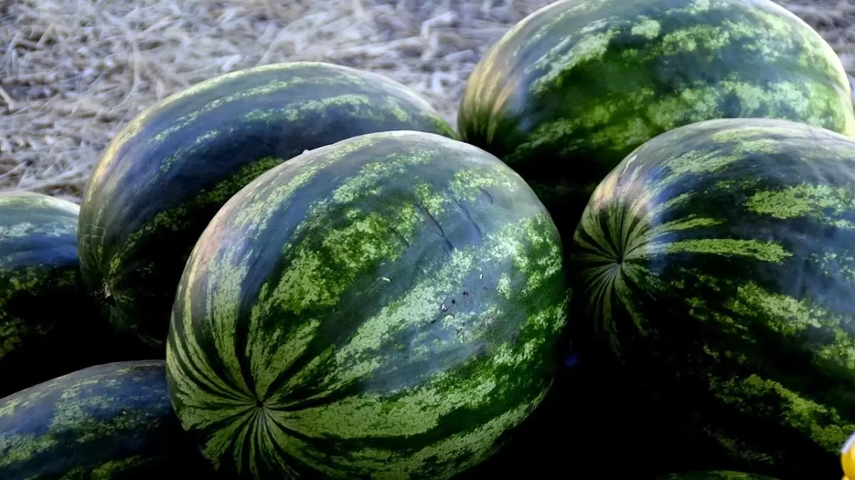 Közepes évet zártak a hazai dinnyetermelők