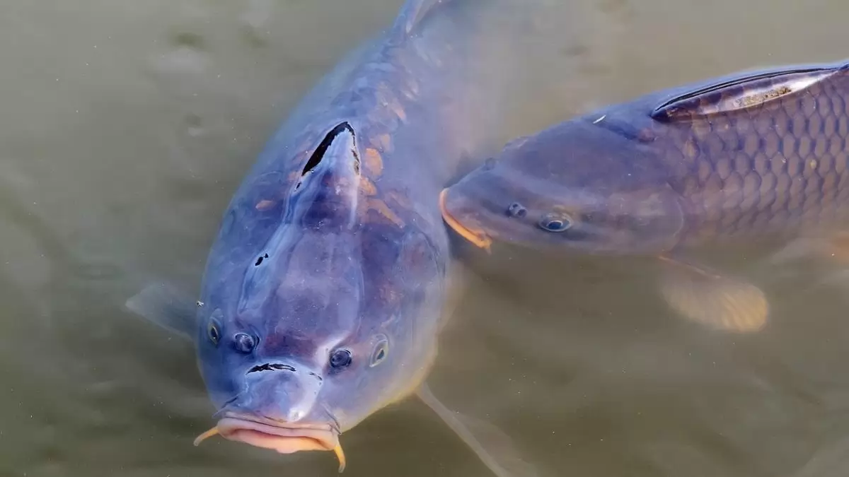 Társadalmi érdek a magyar haltermelés, a sporthorgászat, kapcsoltan a lakossági ellátás feltételeinek biztosítása
