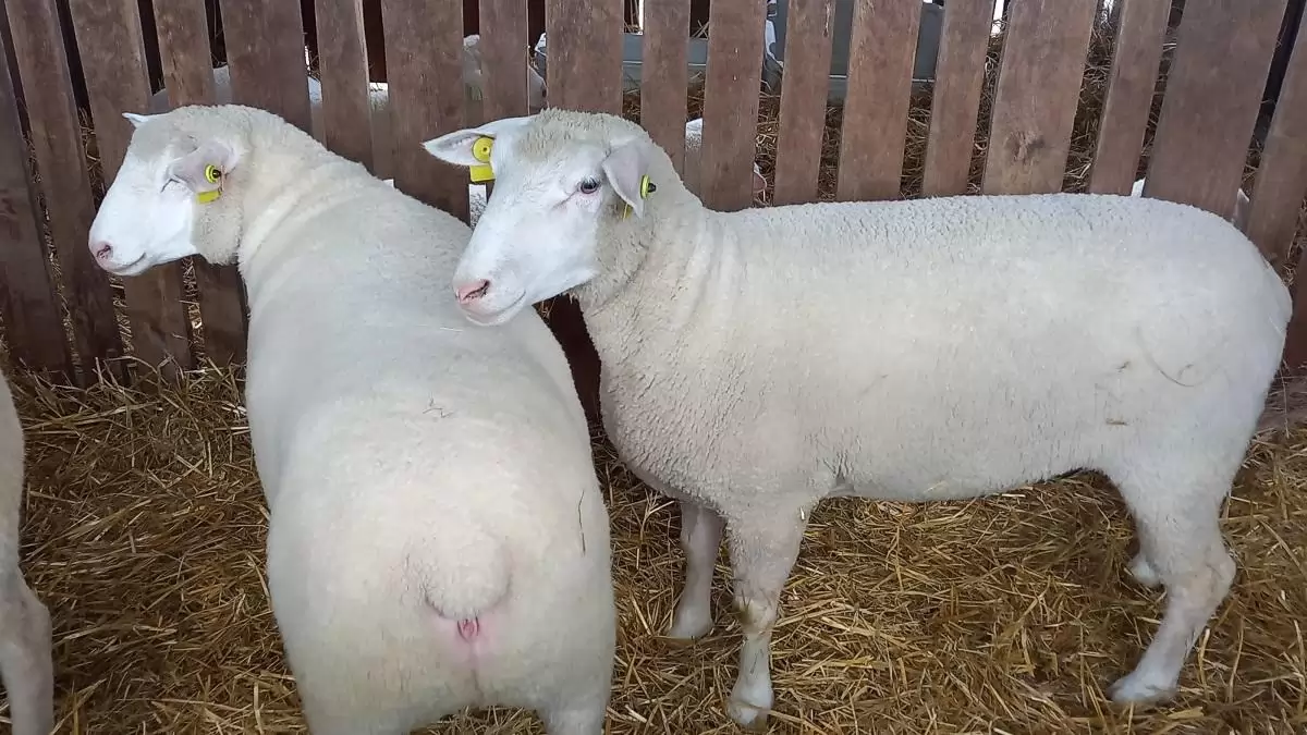 Jövőre emelkedik az anyajuhtartás támogatására fordítható összeg