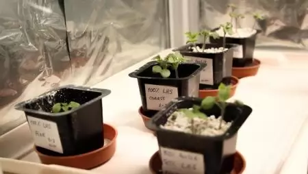 A világon elsőként életképes magokat teremtek a MATE holdtalajban elültetett mustárnövények