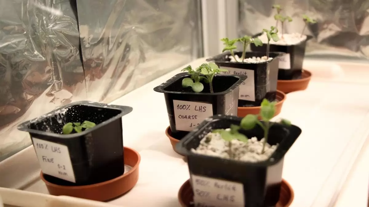 A világon elsőként életképes magokat teremtek a MATE holdtalajban elültetett mustárnövények