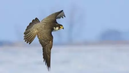A Föld leggyorsabb élőlényei vendégeskednek a Kis-Sárréten és a Maros-ártérben