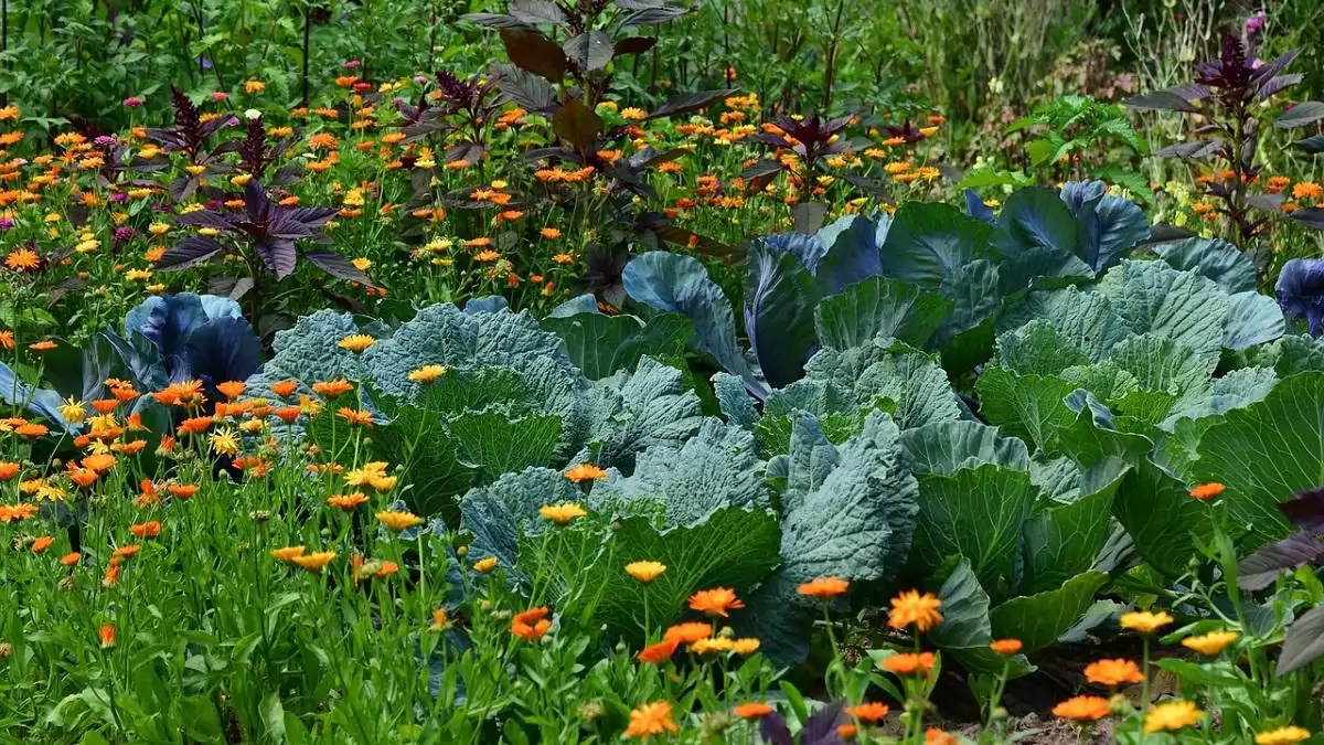Megjelent a biogazdálkodás új alapkönyve