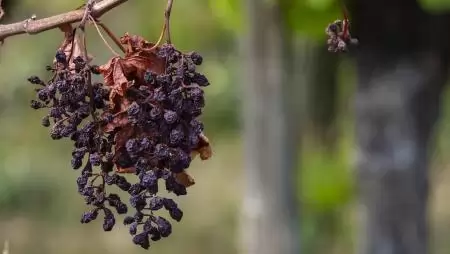 Megjelentek a referenciaárak, az átlaghozam adatok és a fajlagos költségmegtakarítási összegek a 2024. évi kárenyhítő juttatáshoz