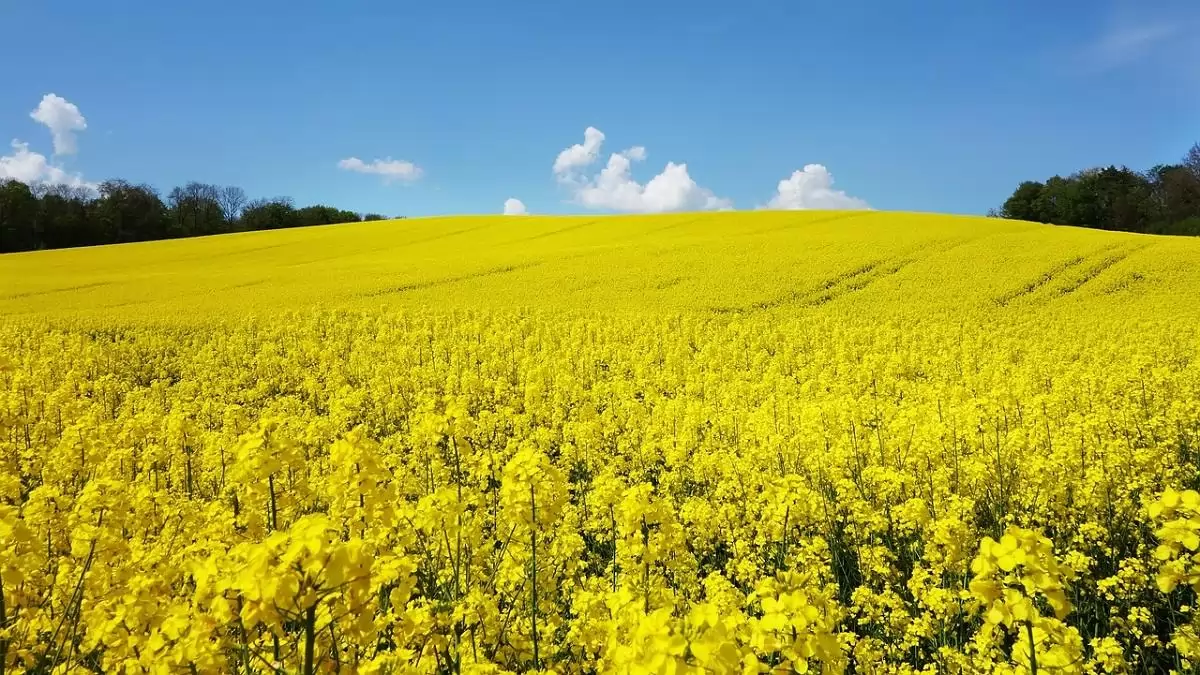 Az agrár- és élelmiszergazdaság létfontosságú rendszerelemei és kritikus infrastruktúrái megerősítésének kutatása