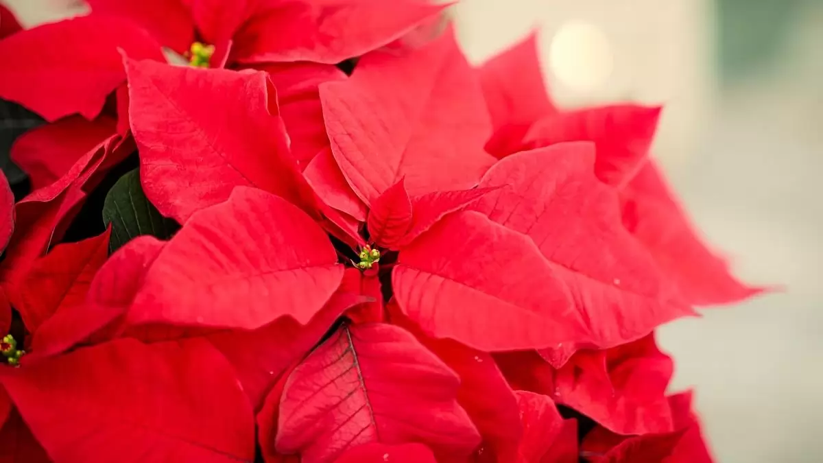 Hogyan hódította meg a mikulásvirág az ünnepeket? 