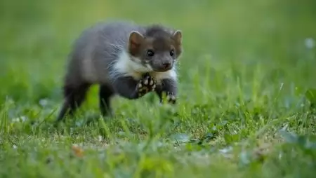 Nyest vagy menyét: Mi lakik a padláson, mi pusztítja a tyúkokat?
