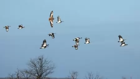 Teleléshez készülődnek a túzokok
