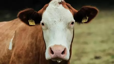 Ilyen még nem volt – megadóztatják a tehenek szellentését