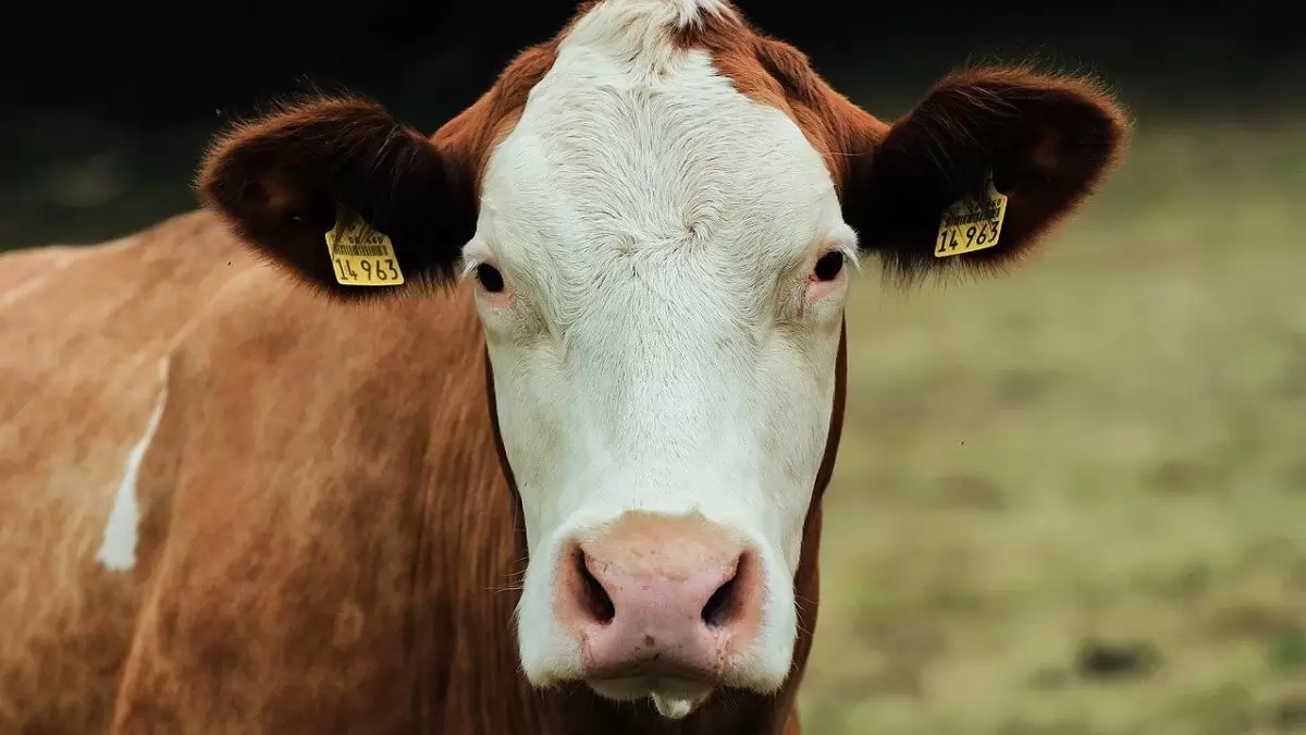 Ilyen még nem volt – megadóztatják a tehenek szellentését