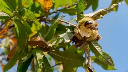 Itt a gesztenyeszezon – kevesebb termett, de nem lesz hiány