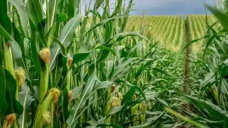 A Corteva tovább bővíti herbicid portfólióját Magyarországon