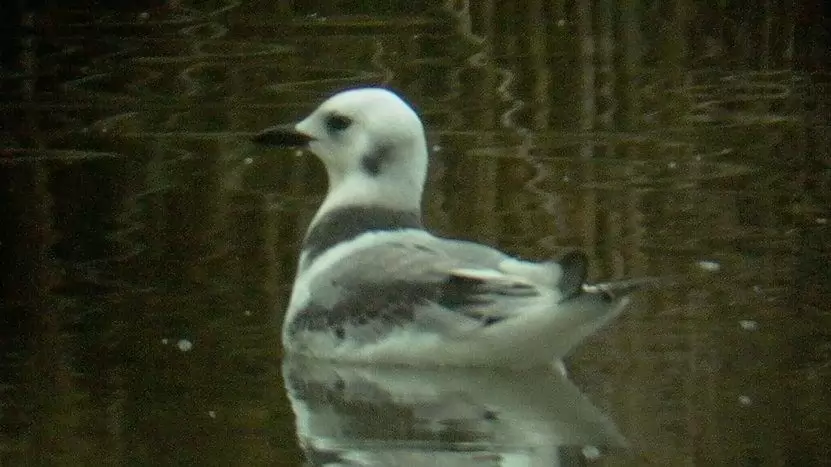 Fiatal csüllő repült át – hazánkban ritkán látható madárfaj
