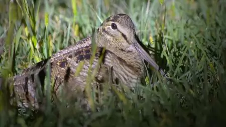 Erdei szalonka táplálkozási helyeit vizsgálták a MATE kutatói