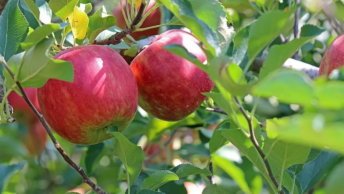 7%-kal nő az idei francia almatermés a tavalyihoz képest 