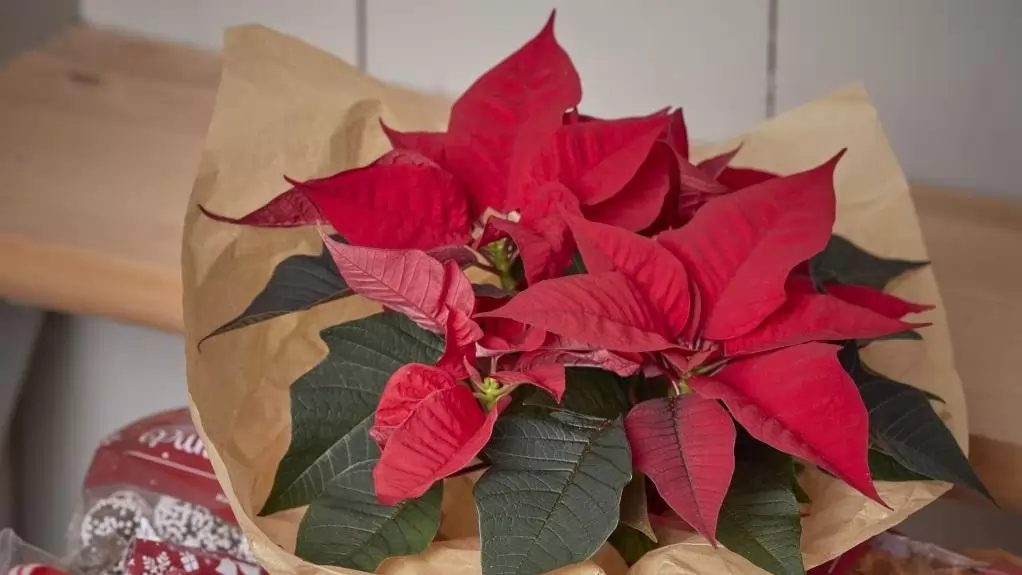 Sokszínű ajándékok mikulásvirággal – Így ezer árnyalatban ragyoghat az ünnep