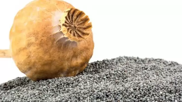 A mák ízletes desszertek mellett számos gyógyszerünk alapanyaga