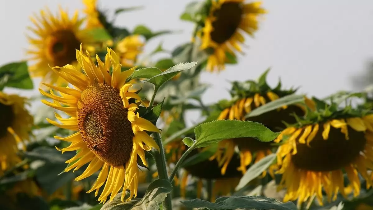 Lassú, de folyamatos emelkedés jellemzi a napraforgó termelői árát