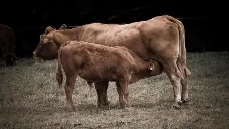 Idén is megkönnyíti a szarvasmarhatartók adatszolgáltatását a Nébih