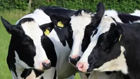 Megjelent a tejhasznosítású szarvasmarha ágazat állatjóléti támogatása
